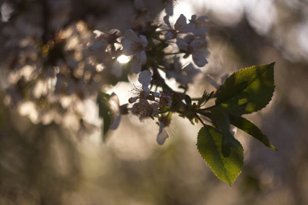 Floral Awakening: The Beauty of Spring