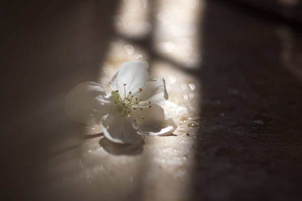 Floral Awakening: The Beauty of Spring