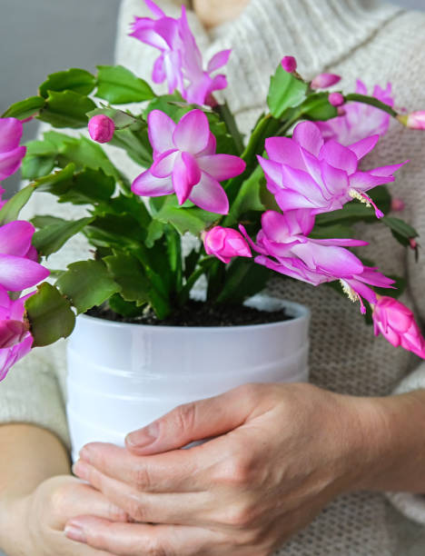 istock Women's hands holding a Christmas flower. Vertical crop. 2179964106