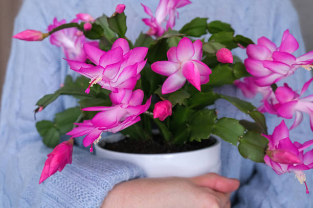 Pink christmas Cactus Schlumbergera Truncata. Close up.