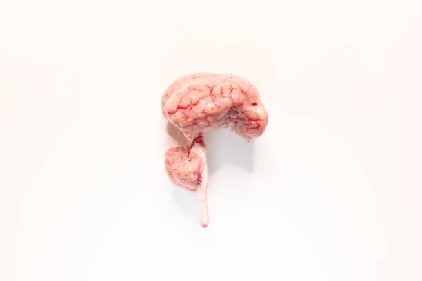 Decisiones con cabeza. Votar con el cerebro. Comprar conscientemente. Decisiones tomadas con la razon. La mente. Enfermedades mentales. Neurología. Jaquecas.