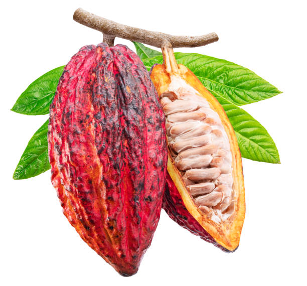 istock Cocoa fruit and opened cocoa pod on branch  with green leaves isolated on white background. Clipping path. 2179965302