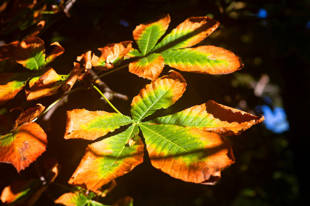 A tree leaf at the onset of autumn, just beginning to turn yellow, captures the subtle beauty of seasonal change. The leaf, still partly green, displays a gradient of colors—vibrant greens giving way to soft yellows. The edges may show hints of orange or brown, adding depth to its transformation.