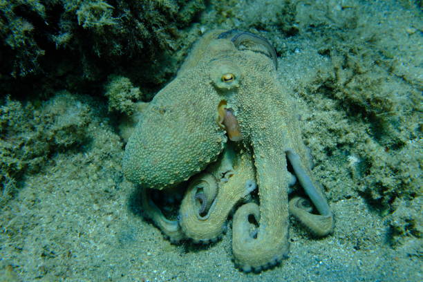 istock Common octopus (Octopus vulgaris) hunting, Aegean Sea 2179966038