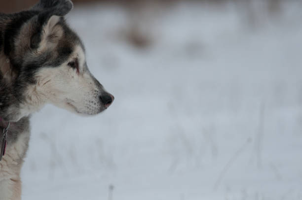 Siberian Husky dog at edge of the frame with plenty of empty space