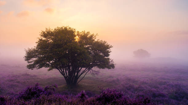 istock Enchanting heather fields bloom at sunrise in Veluwe Zuiderheide, Netherlands 2179968899