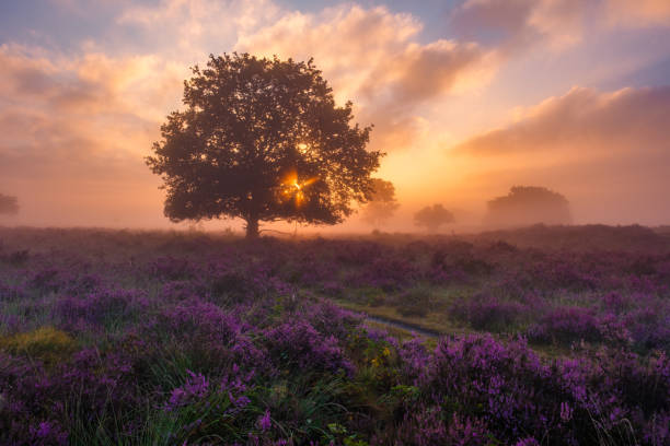 istock Blooming heather fields at dawn in Veluwe Zuiderheide, Netherlands 2179969026