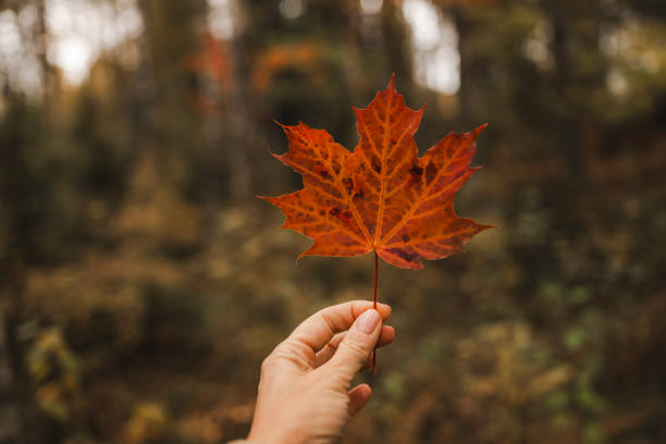 istock Woman hand holding red maple leaf in autumn 2179969827