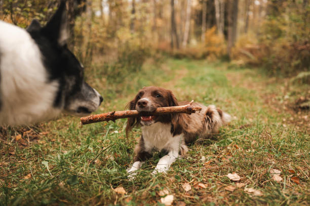 Two cute mixed breed dogs outdoors in nature running around\nPhoto taken in forest during in autumn
