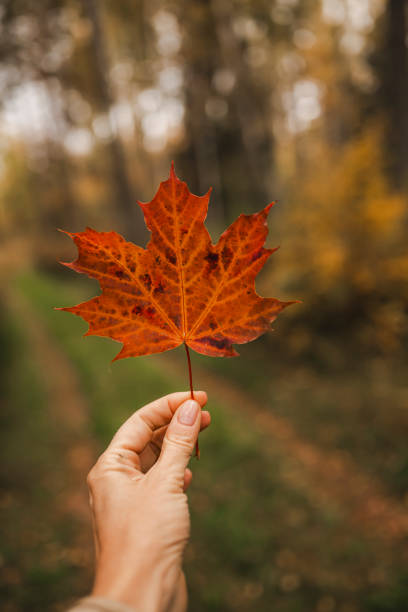 istock Woman hand holding red maple leaf in autumn 2179970282
