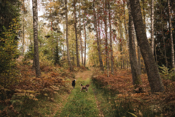 Two cute mixed breed dogs outdoors in nature running aroundPhoto taken in forest during in autumn