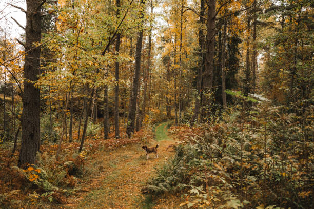 Two cute mixed breed dogs outdoors in nature running aroundPhoto taken in forest during in autumn