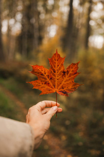 istock Woman hand holding red maple leaf in autumn 2179970599