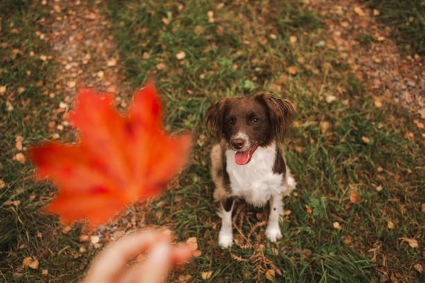 Cute springer spaniel mix dog in autumn with leaf
