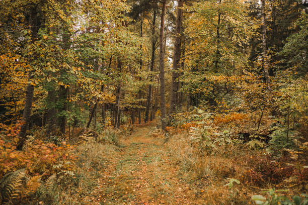 Swedish forest in autumn in autumnal colors