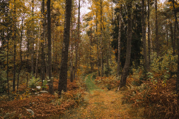 Hiking outdoors in forest and ferns: autumn leaf foliage