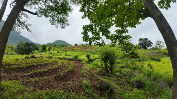istock Lush green rice field under a cloudy sky 2179971838