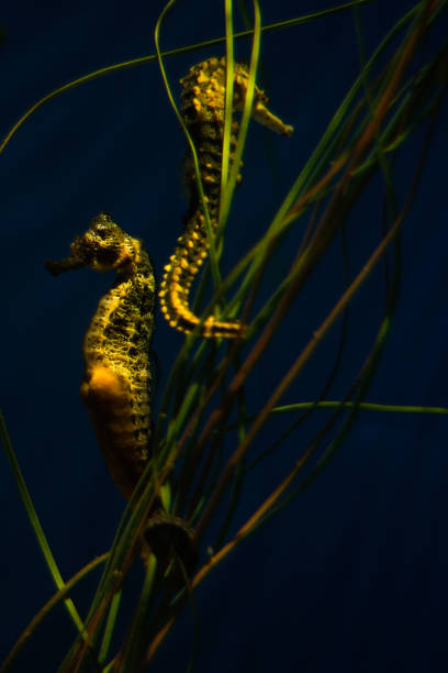 istock The Pregnant Seahorse 2179972173