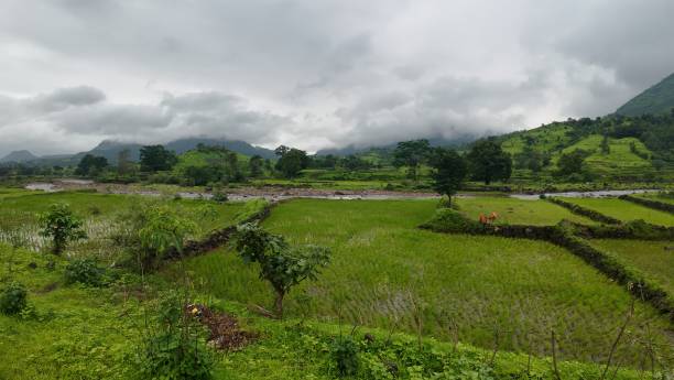 istock Lush green rice fields in a rural setting under a cloudy sky 2179972485