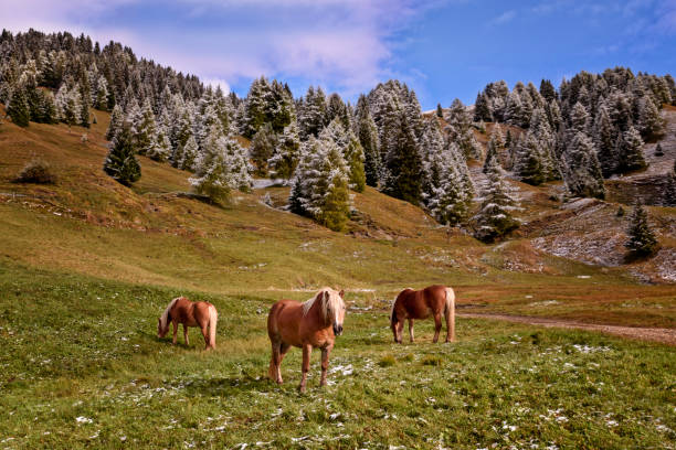 three horses in the meadow below Alpe di Siusi, Seiser Alm, Sassolungo a Sassoplatto in autumn at sunset
