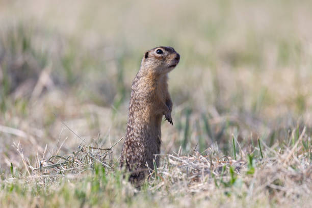 istock Speckled ground squirrel animal stands on its hind legs 2179973181