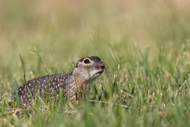istock Speckled ground squirrel animal stands on its hind legs 2179973189