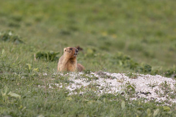 istock Bobak marmot stand on a grass on summer day 2179973309