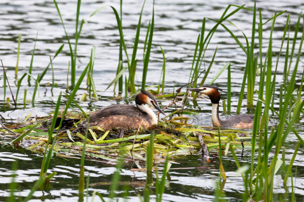 istock Great Crested Grebe near its nest 2179973503