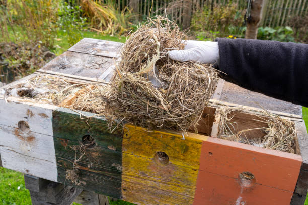 istock Preparation and cleaning of the birds' nesting box 2179973896