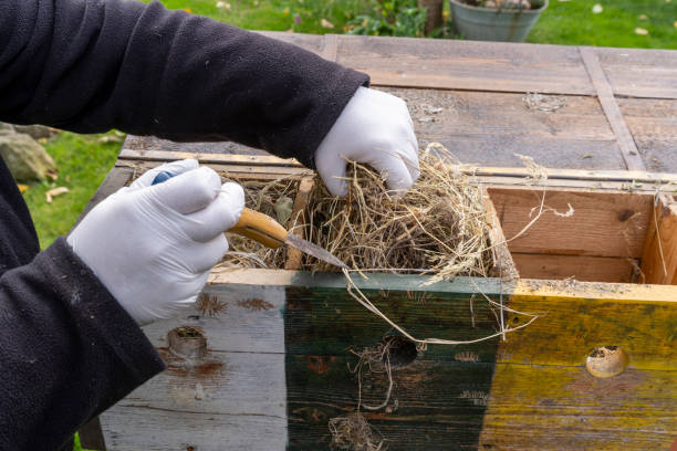 istock Preparation and cleaning of the birds' nesting box 2179973977