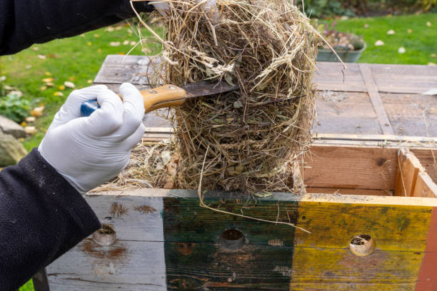 istock Preparation and cleaning of the birds' nesting box 2179974008