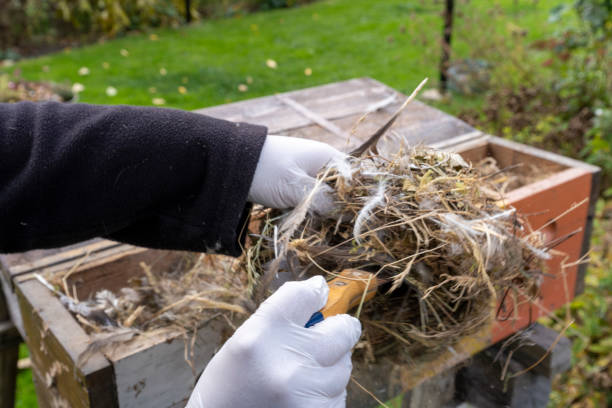 istock Preparation and cleaning of the birds' nesting box 2179974038