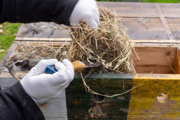 Preparation and cleaning of the birds' nesting box