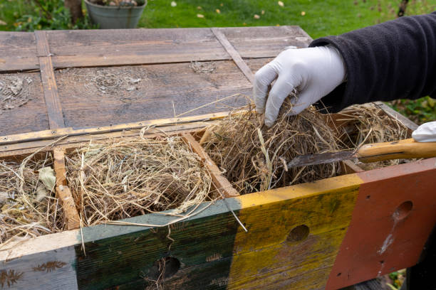 istock Preparation and cleaning of the birds' nesting box 2179974145