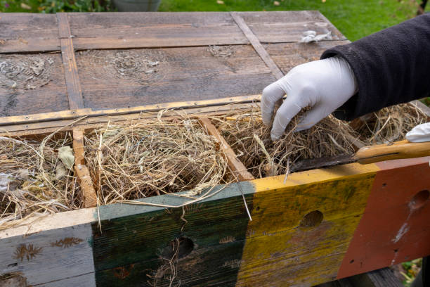 istock Preparation and cleaning of the birds' nesting box 2179974182