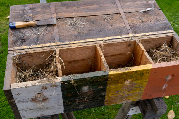 istock Preparation and cleaning of the birds' nesting box 2179974368