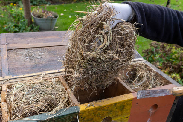 istock Preparation and cleaning of the birds' nesting box 2179974415