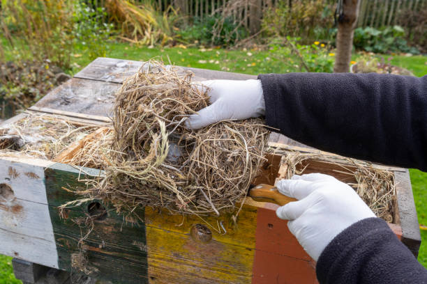 istock Preparation and cleaning of the birds' nesting box 2179974458