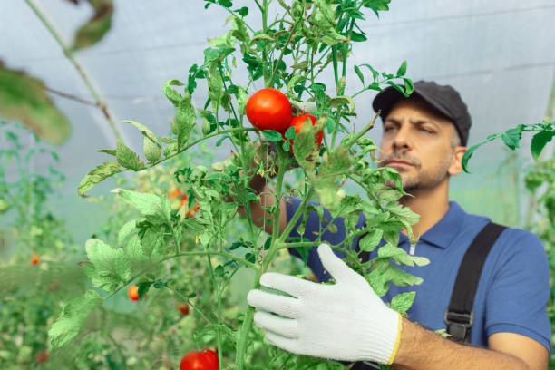 istock Worker in a small organic greenhouse picking tomato and taking c 2179975120