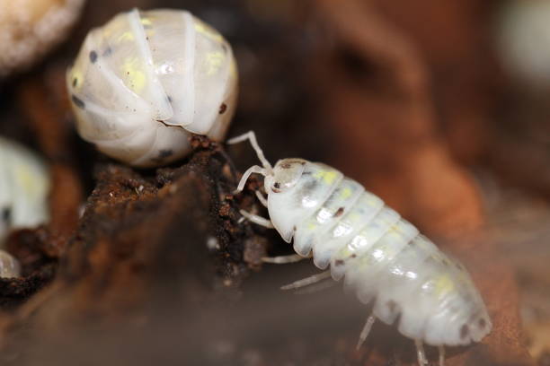 istock isopods woodlouse pill bugs armadillidium vulgare magic potion 2179976329