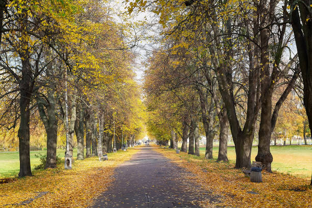 istock Empty alley covered by foliage in autumn park 2179984255