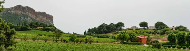 istock France, Cassis, Vineyard Domaine du Bagnol, AOC Cassis 2179985290