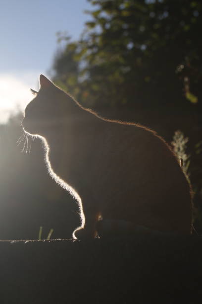 istock ginger cat outdoors with green plants garden 2179987181