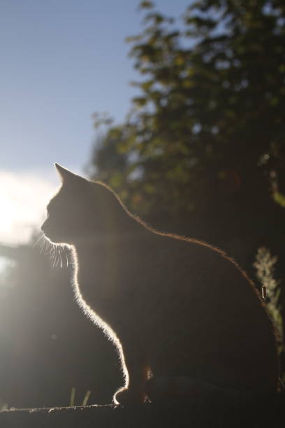 istock ginger cat outdoors with green plants garden 2179987291
