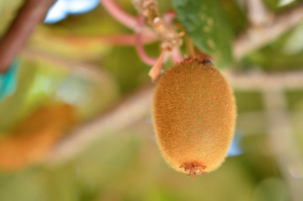 kiwi tree growing in Croatia