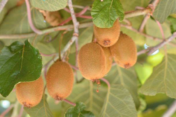 kiwi tree growing in Croatia