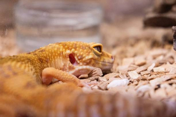 Leopard gecko or common leopard gecko is a ground-dwelling gecko native to the rocky dry grassland and desert regions