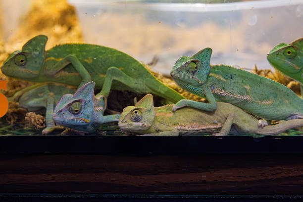 The veiled chameleon is a species of chameleon native to the Arabian Peninsula in Yemen and Saudi Arabia. Other common names include cone-head chameleon, Yemen chameleon, and Yemeni chameleon. They are born pastel green and without their distinctive casques on their head.