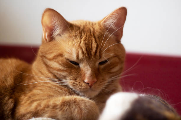 istock Ginger kitten sleeping in sunlight close up 2179994966