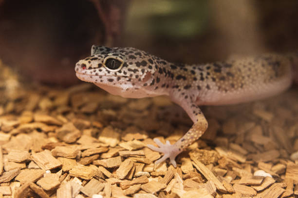 istock Leapord Gecko with a Sneaky Smile 2179997001
